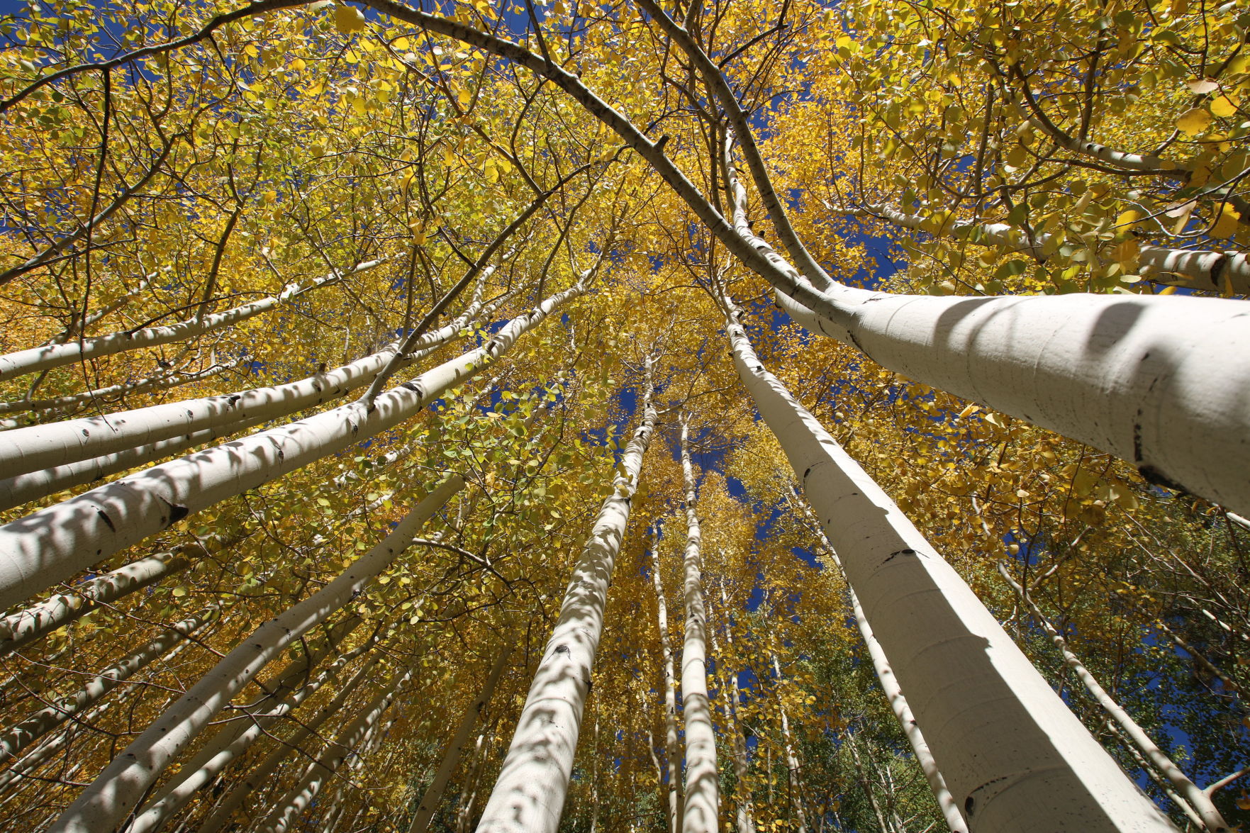 Fall aspens